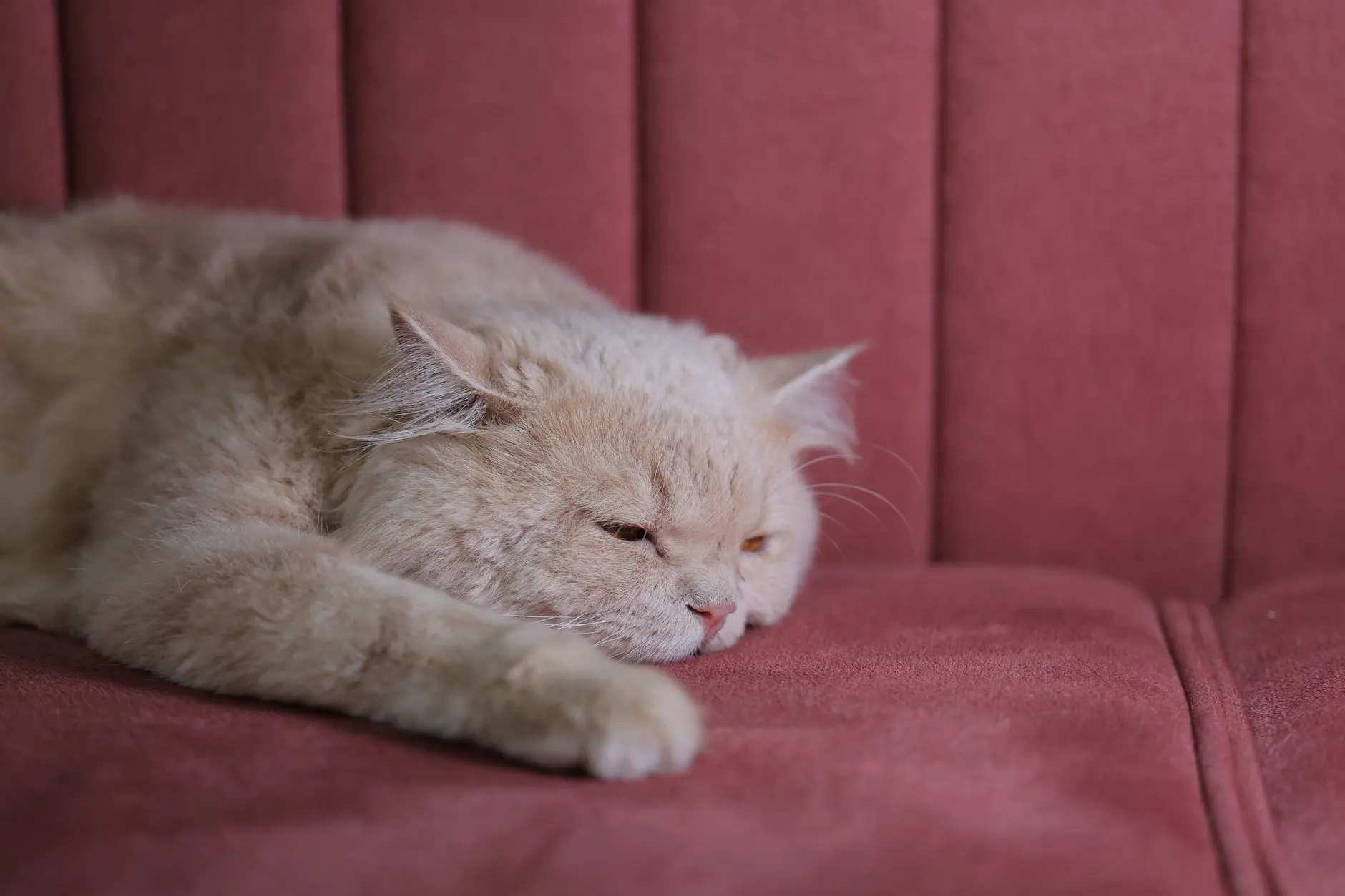 CBD pour chat : précautions, dosage et cadre en France