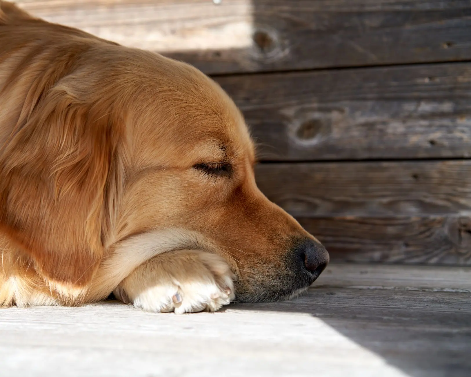 Chien âgé et arthrose : mobilité, confort et place du CBD