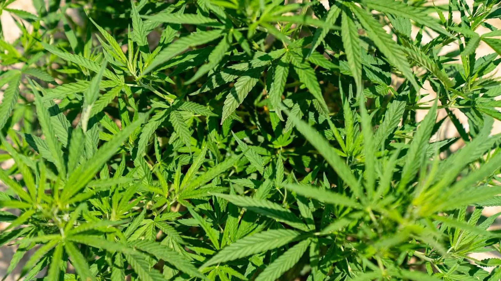 Que veut dire CBD ? Définition, origine et statut en France
