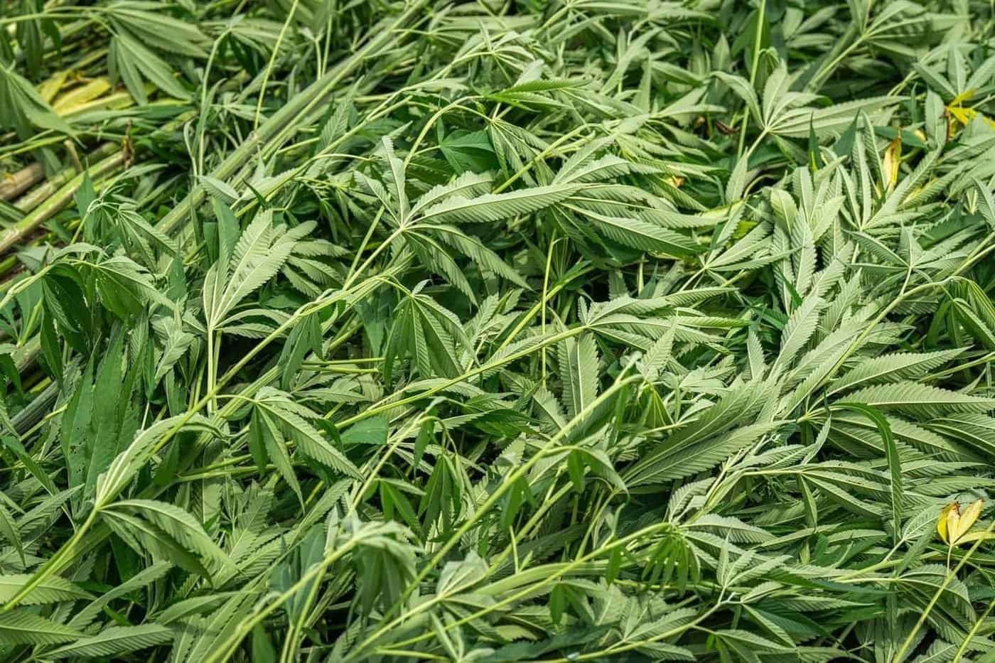 Qu'est-ce que le CBD ? Définition et cadre français