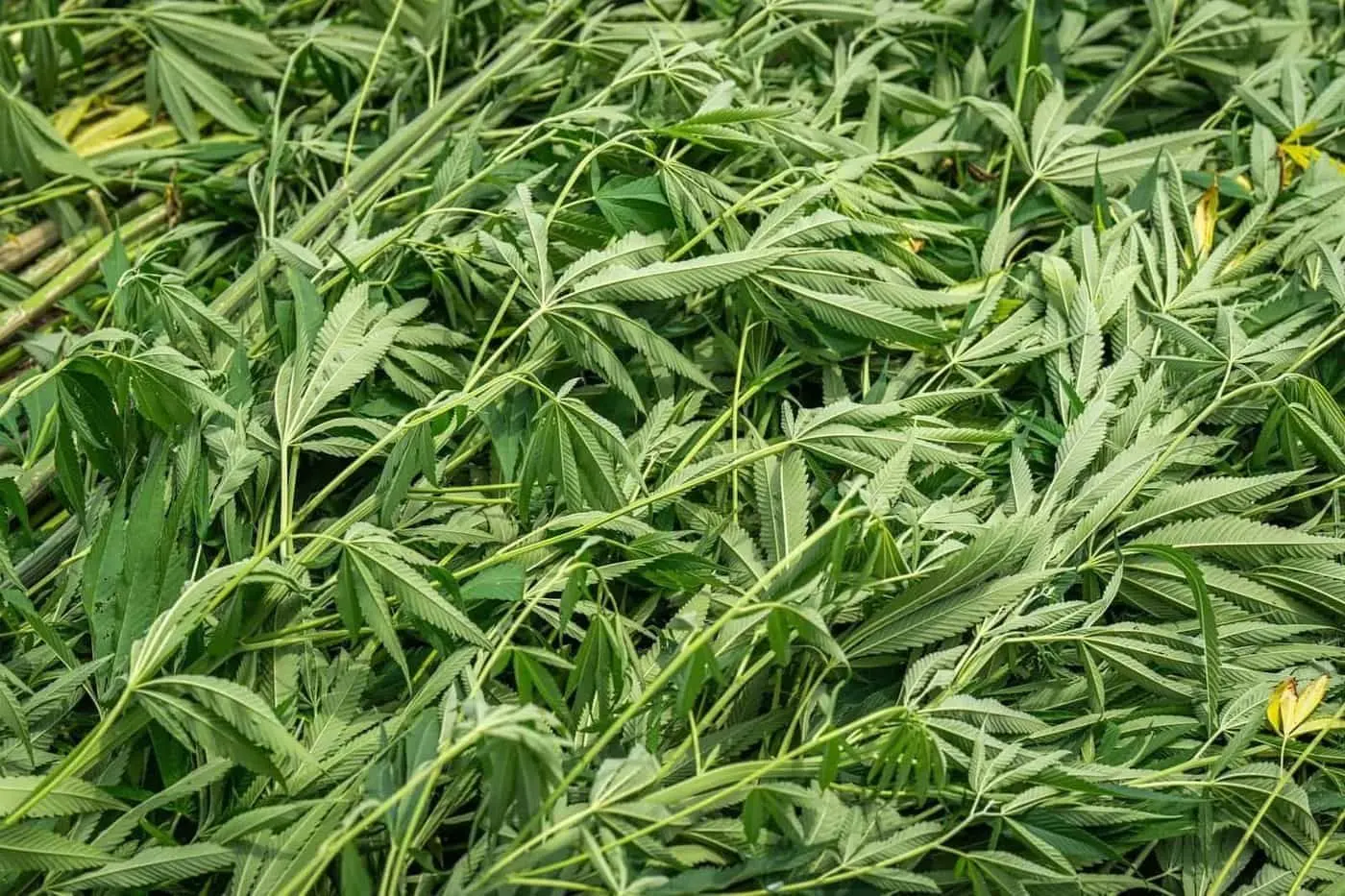 Qu'est-ce que le CBD ? Définition et cadre français