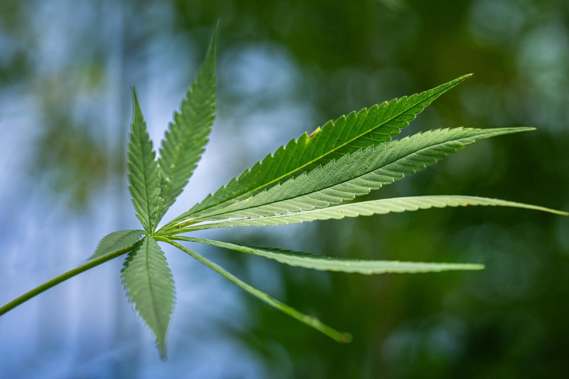 Feuilles de chanvre illustrant la différence entre CBD non psychotrope et THC