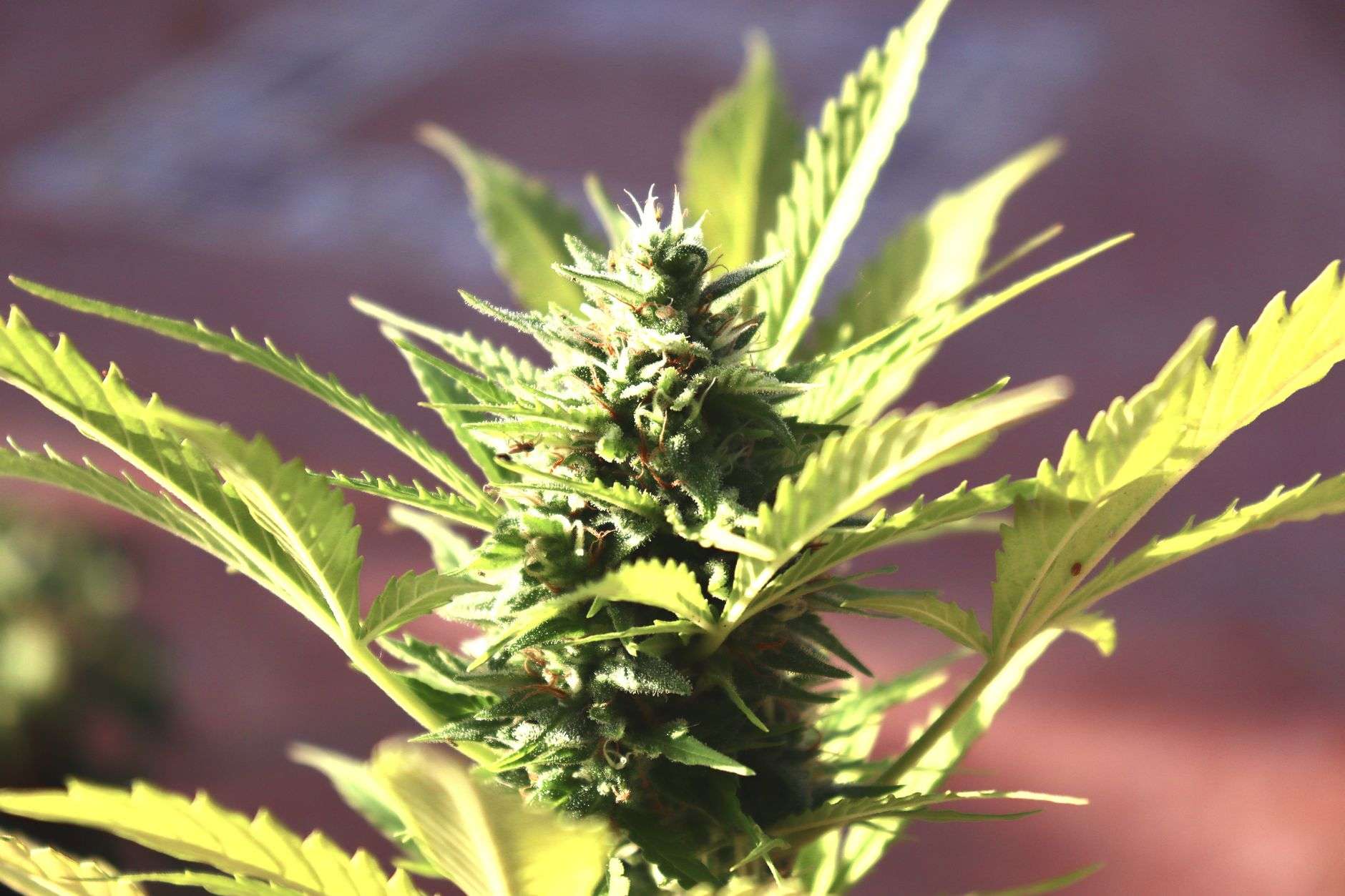 La CBDV (cannabidivarine) : un cannabinoïde émergent