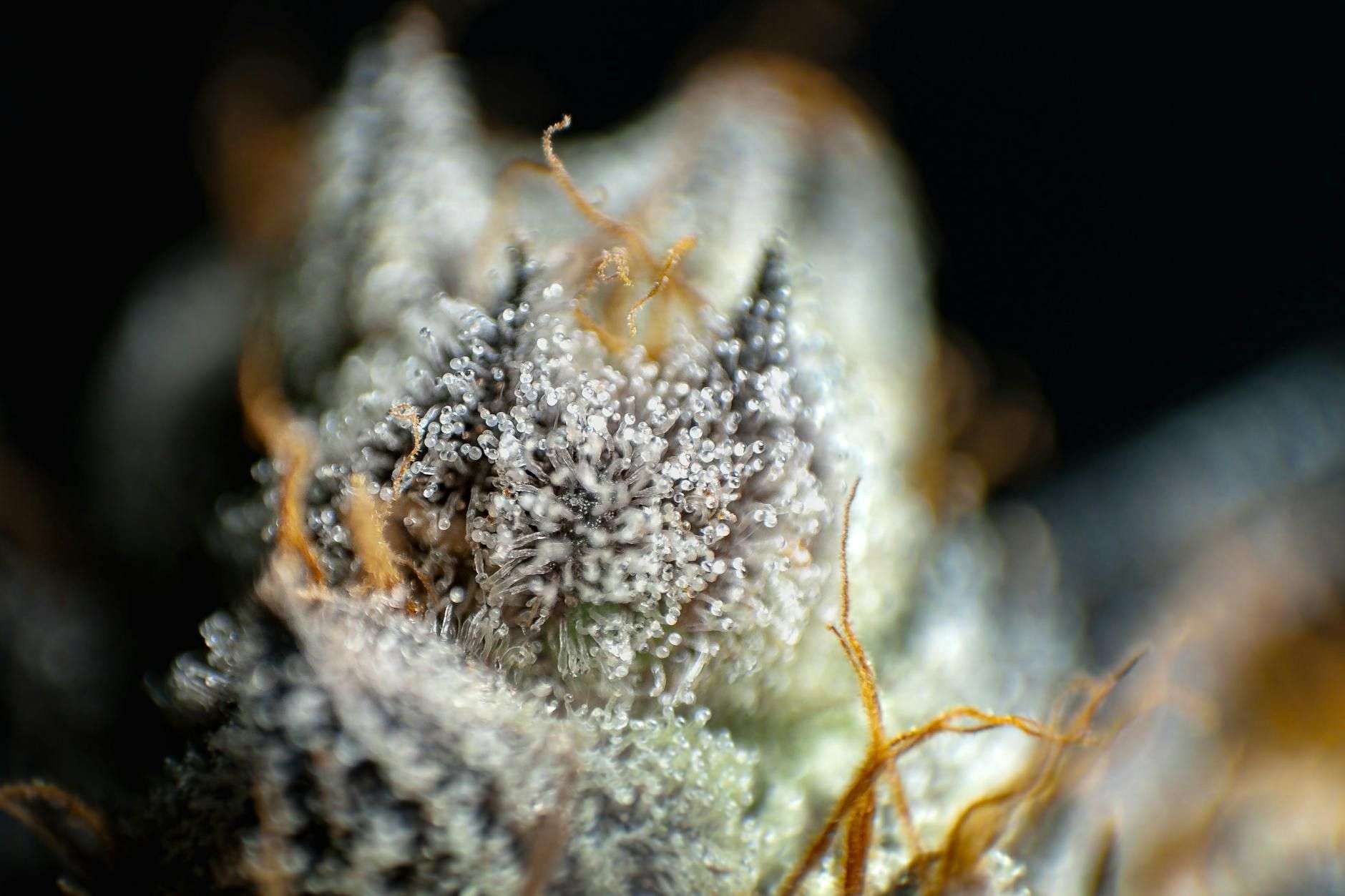 Le CBG (cannabigérol) : présentation de la « molécule mère »