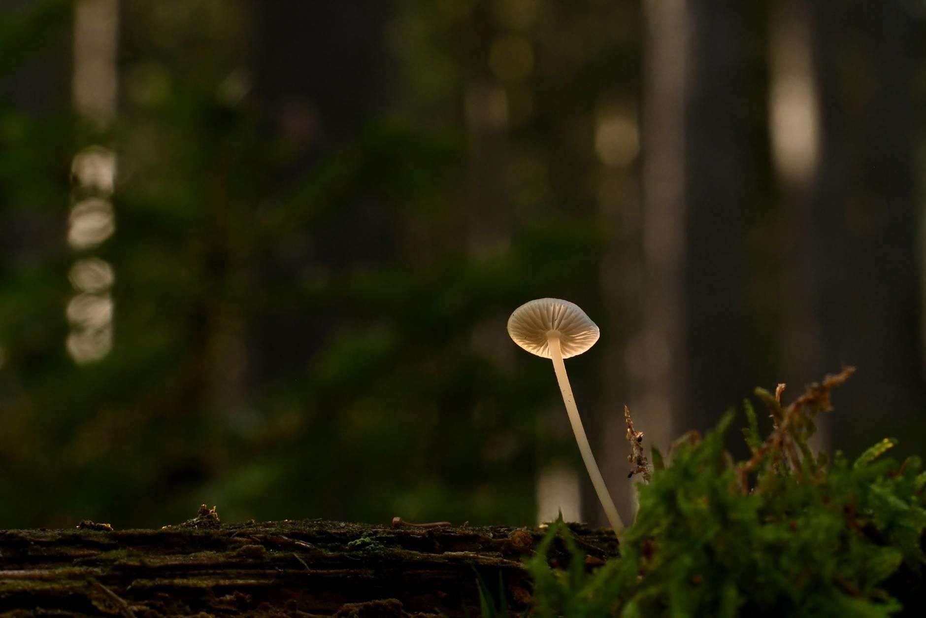 Champignons fonctionnels : types, usages et cadre français