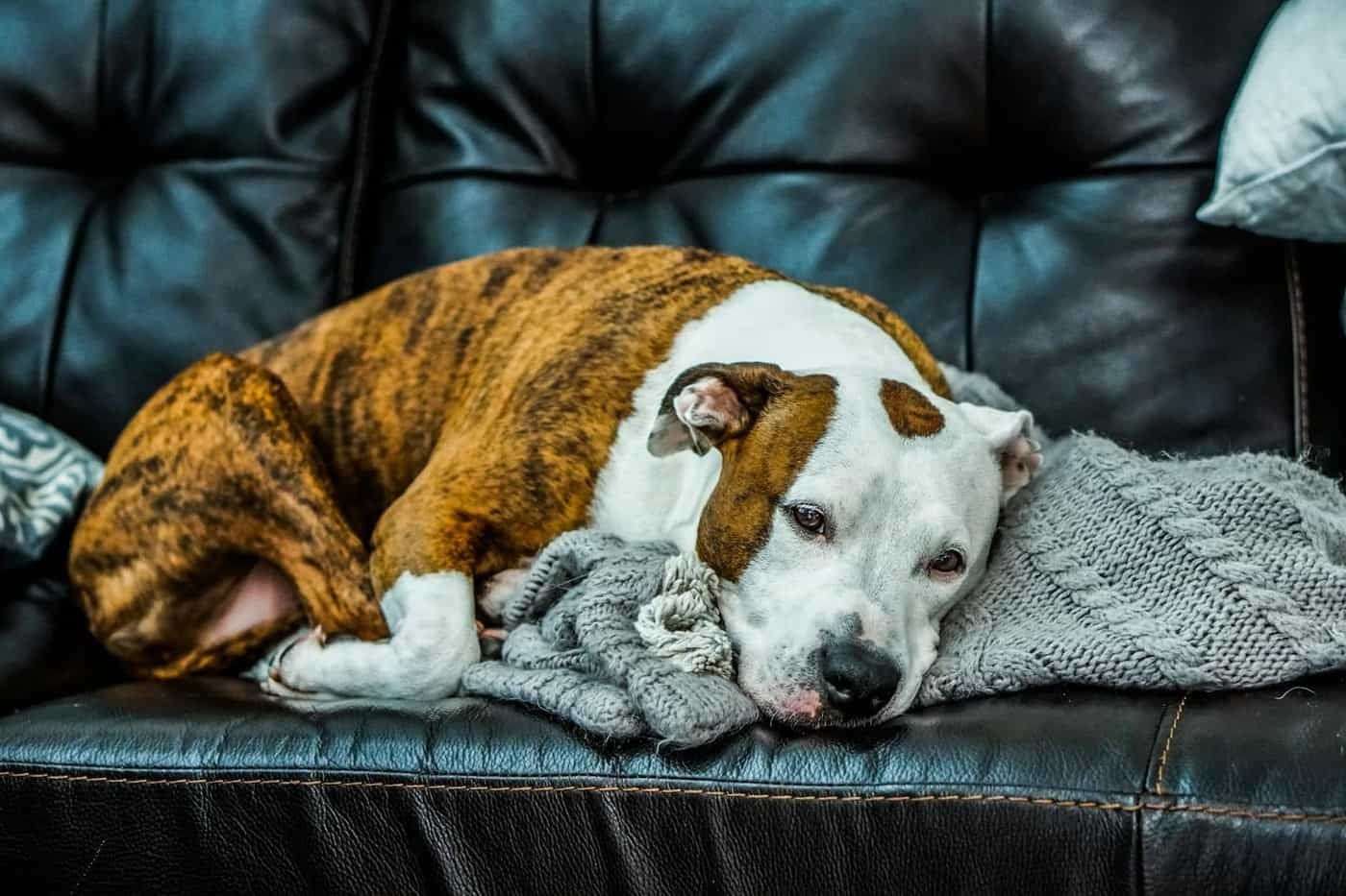Chien agité : 6 leviers naturels validés et le cadre du CBD vétérinaire