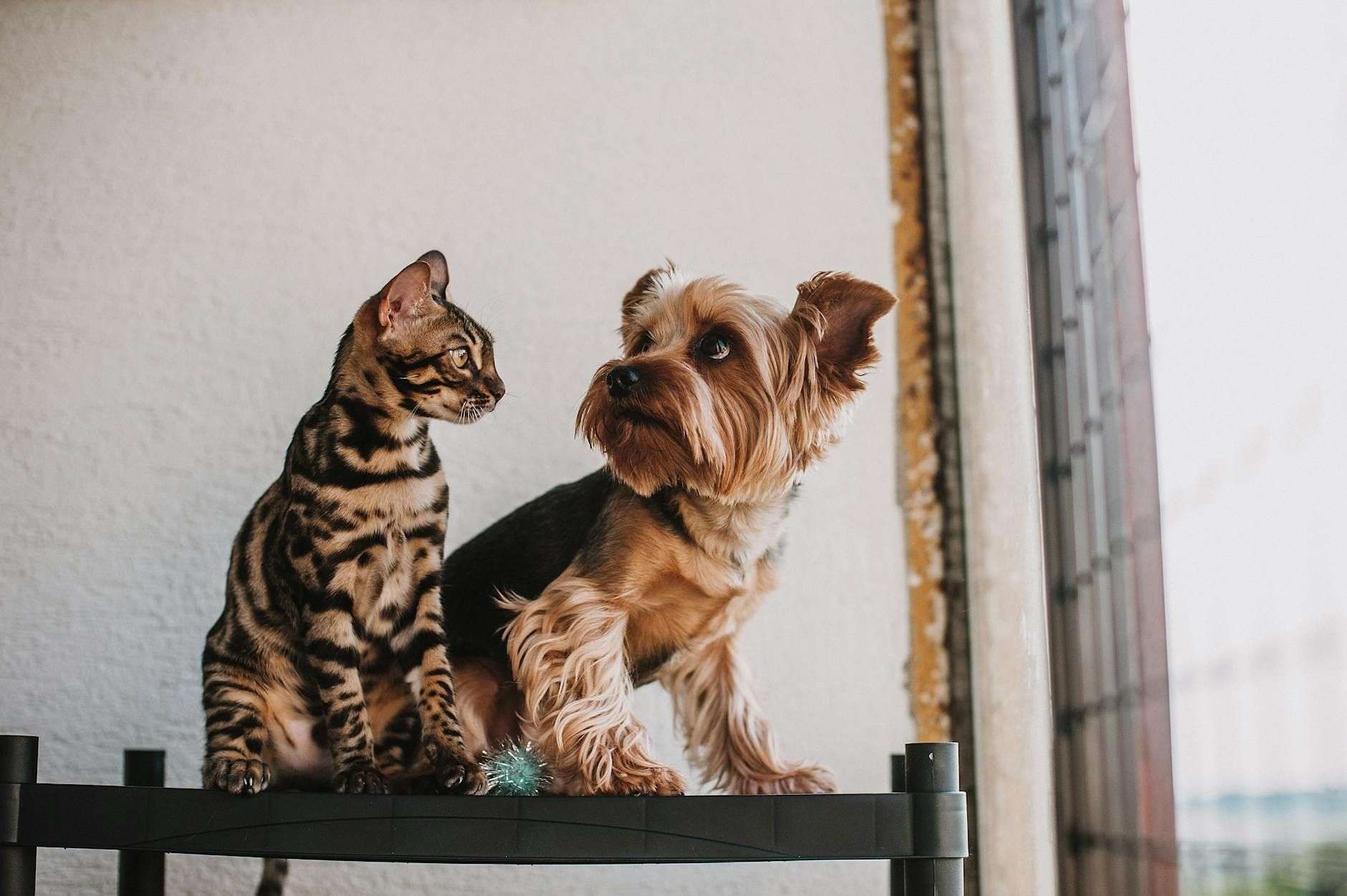 Compléments de chanvre pour animaux : formats et cadre