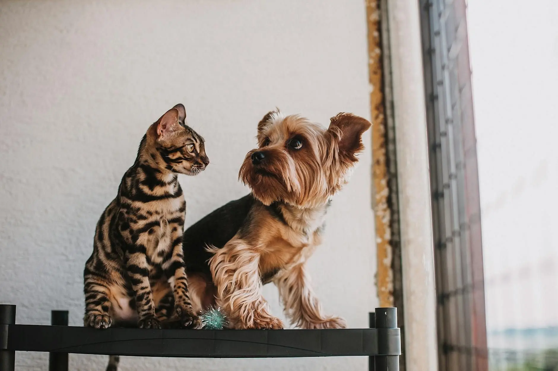 Compléments de chanvre pour animaux : formats et cadre
