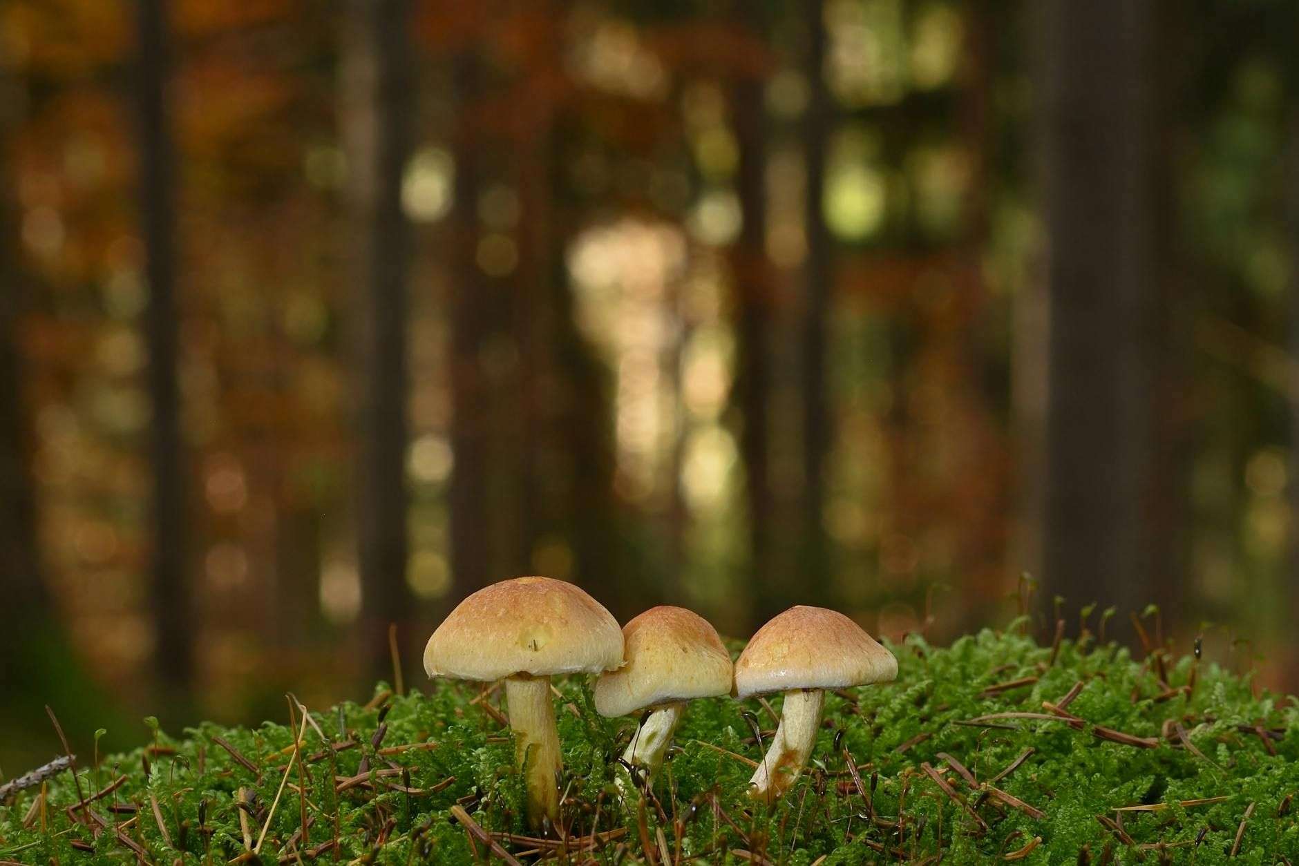 Cordyceps et CBD : comprendre les formulations « énergie » en France