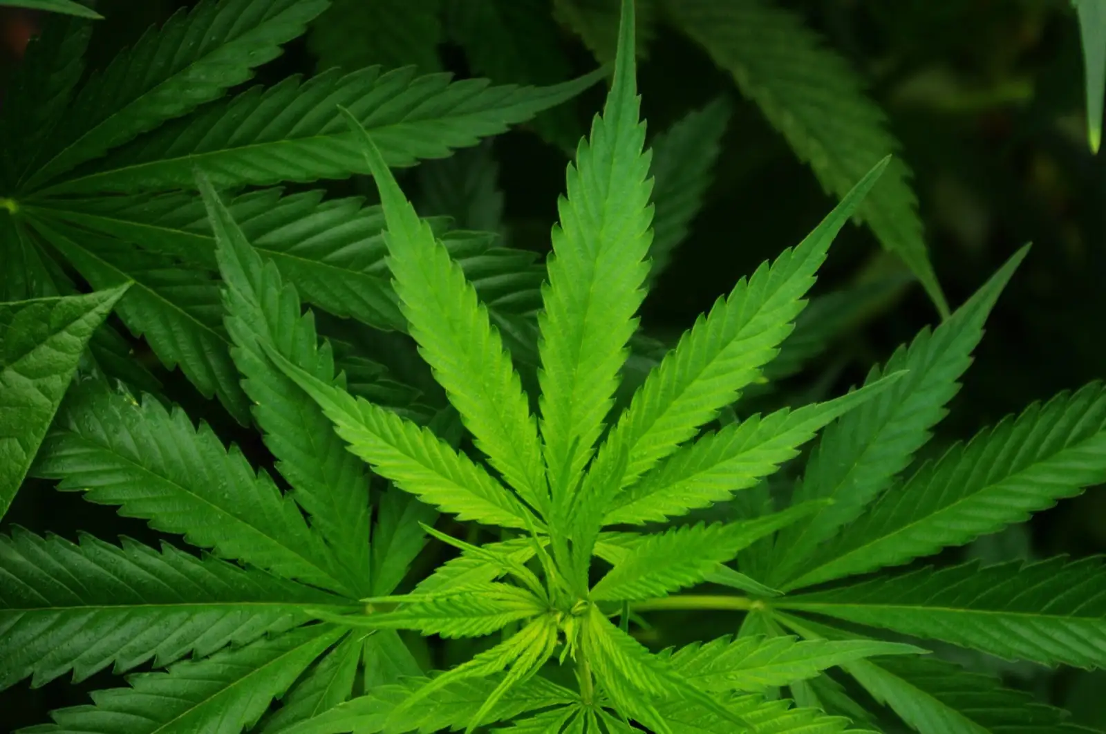 Le CBD est-il une drogue ? Ce que disent le droit et la science
