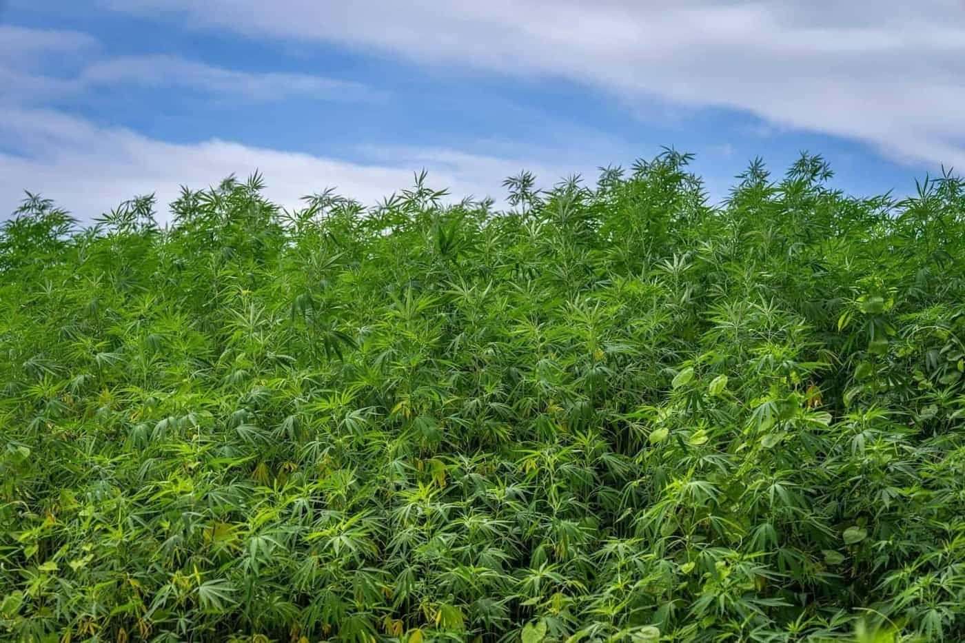Idées reçues sur le chanvre et le CBD en France
