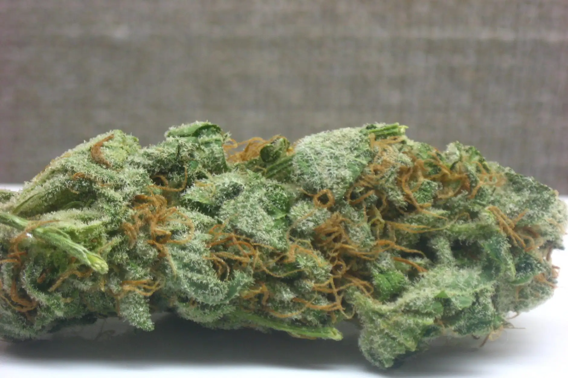 L.A. Confidential CBD : histoire d'une indica de DNA Genetics