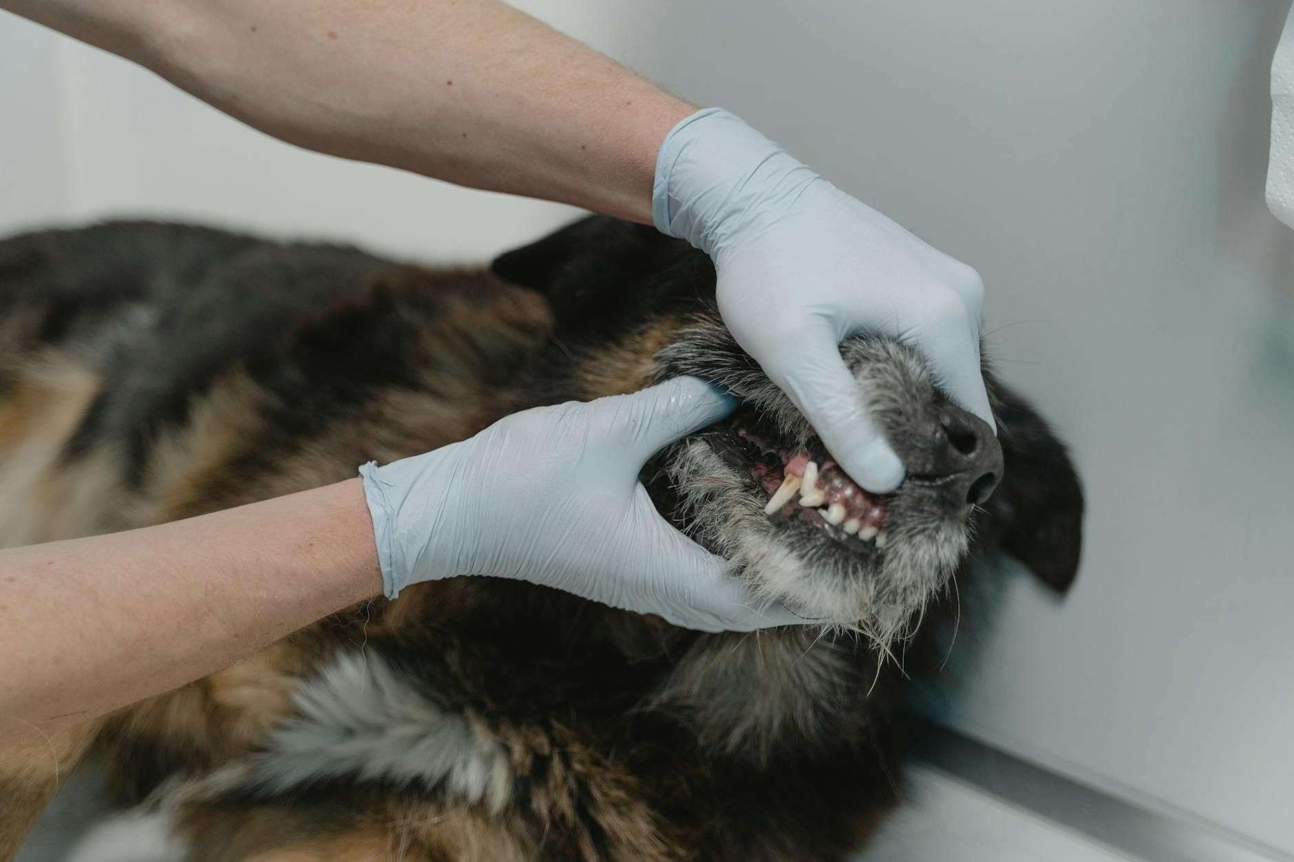 Mauvaise haleine du chien : 7 leviers d'hygiène bucco-dentaire