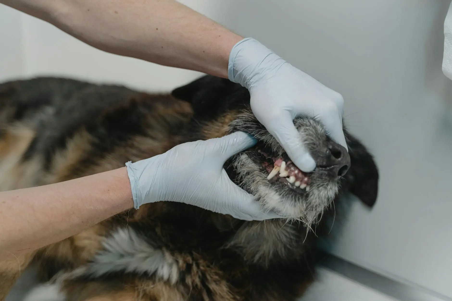 Mauvaise haleine du chien : 7 leviers d'hygiène bucco-dentaire