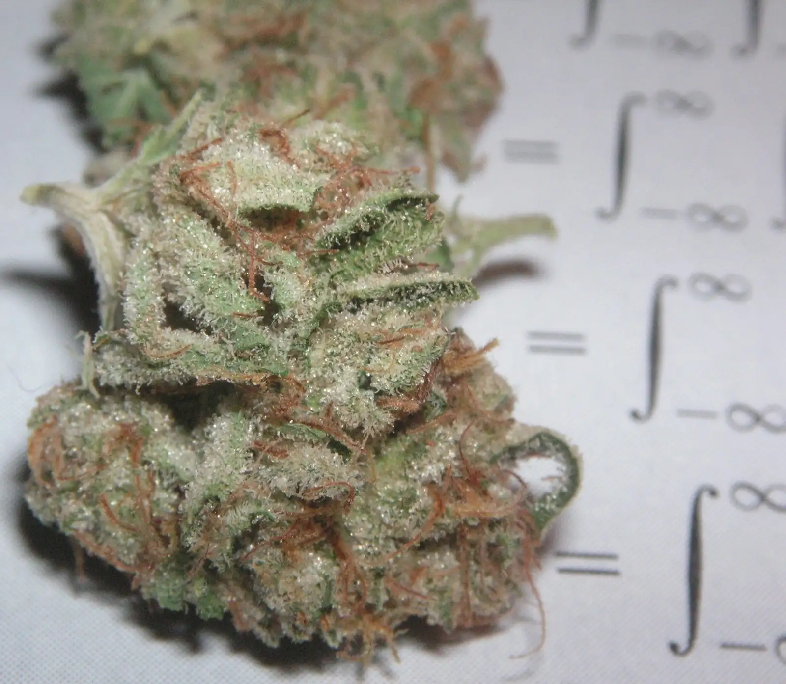 OG Kush : histoire d'une variété culte et de ses versions CBD