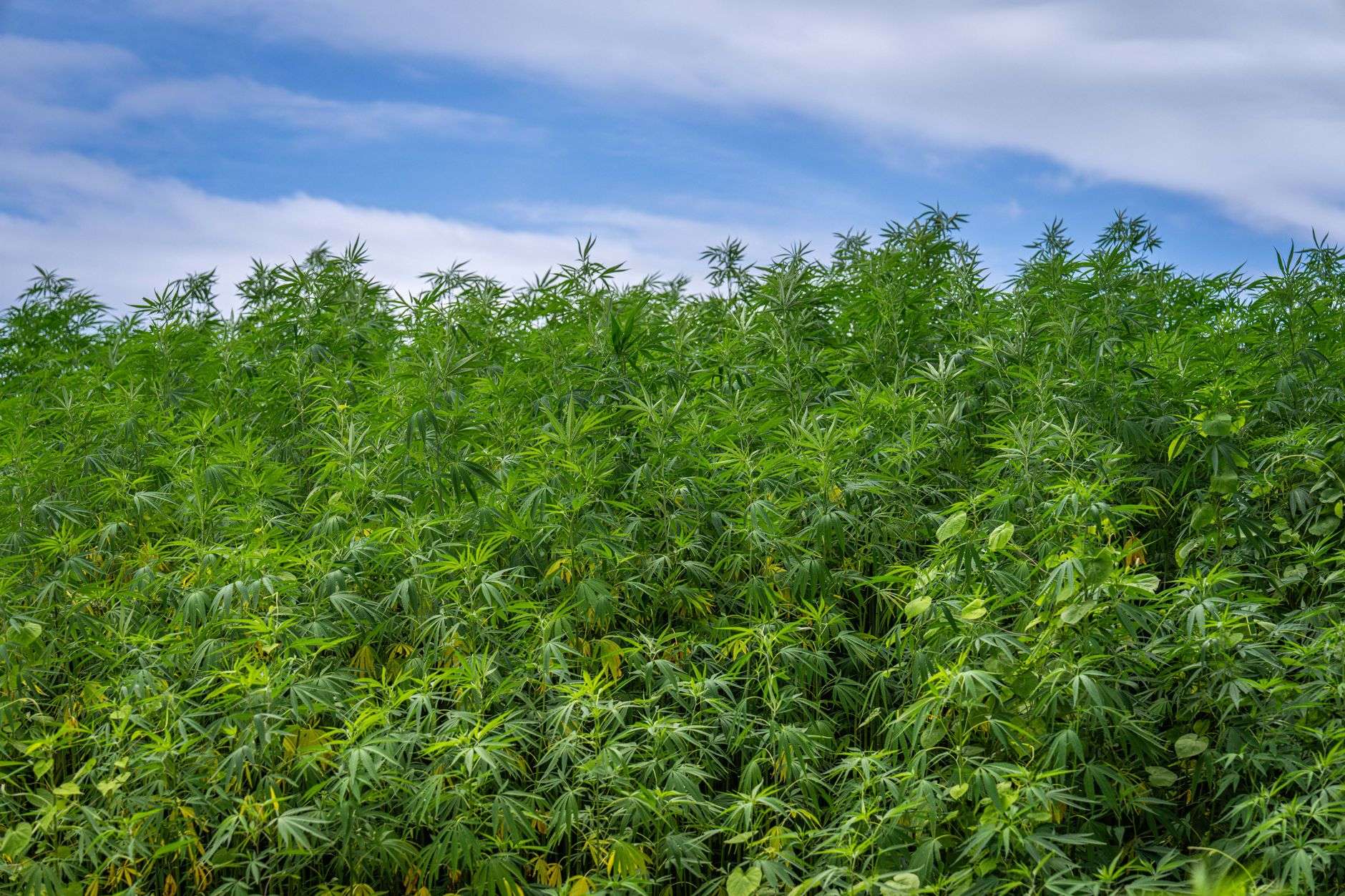Seuil de 0,3 % de THC : d'où vient-il et va-t-il changer ?