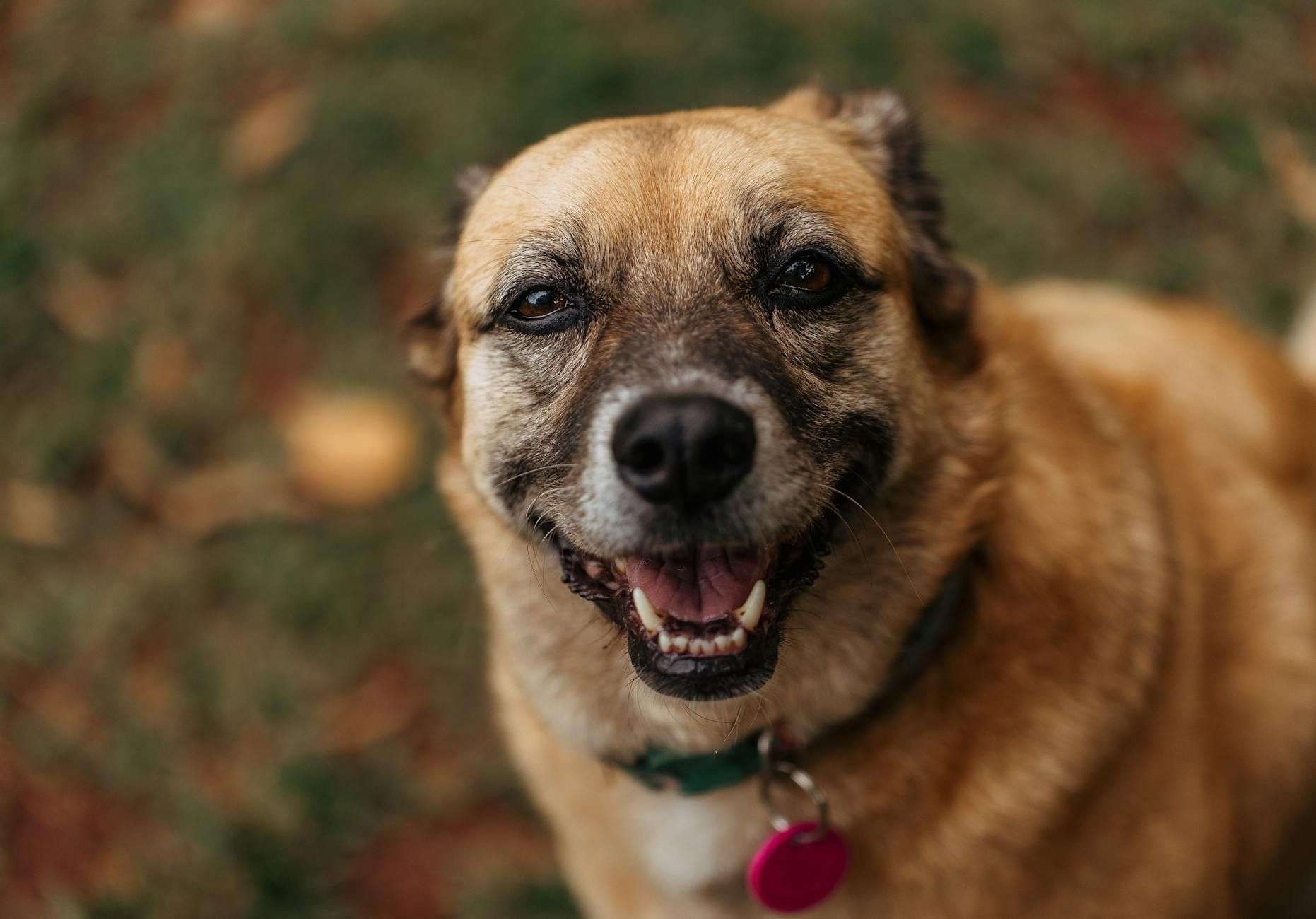 Système endocannabinoïde du chien : ce que la science a observé