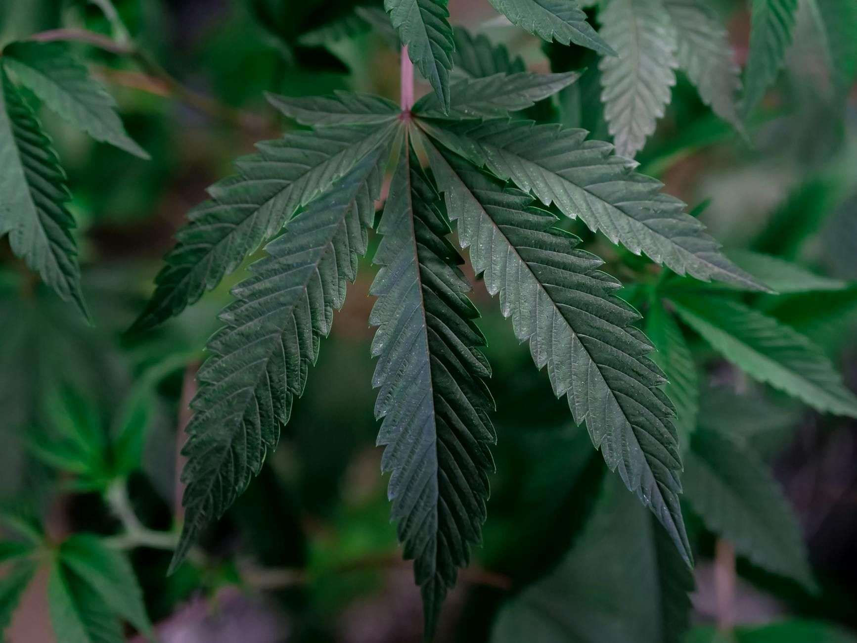 THC, delta-9, THCA, HHC : comprendre les cannabinoïdes en France