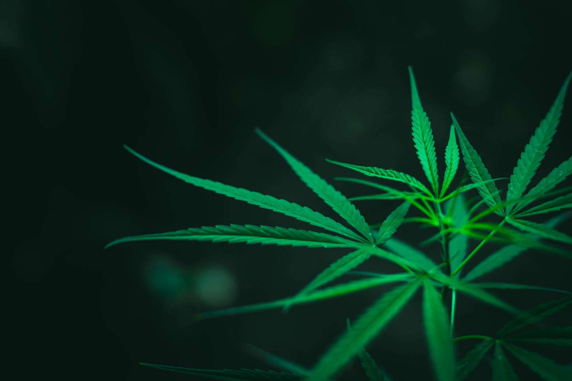 THCA : la forme acide crue du THC et son statut légal