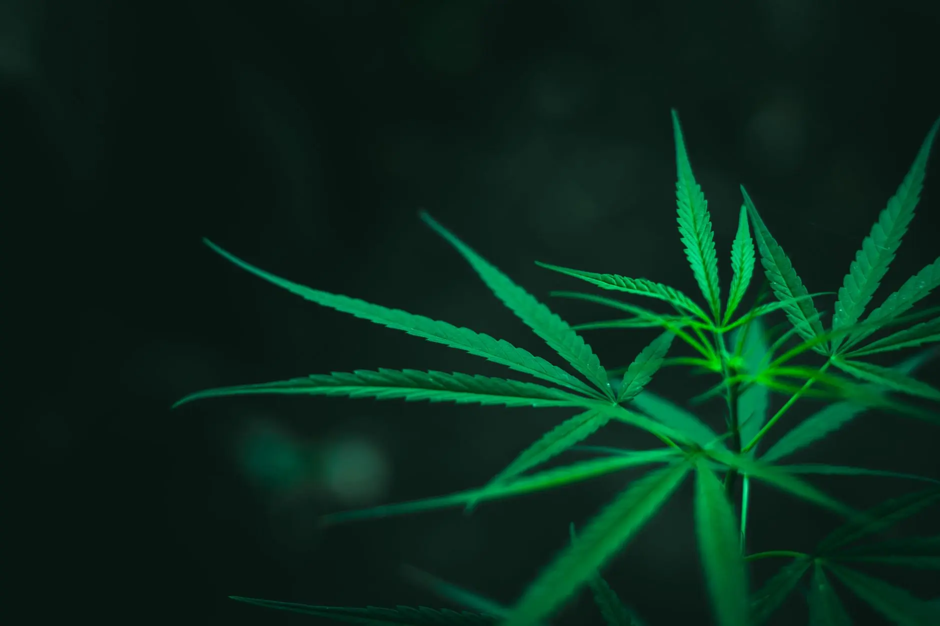 THCA : la forme acide crue du THC et son statut légal