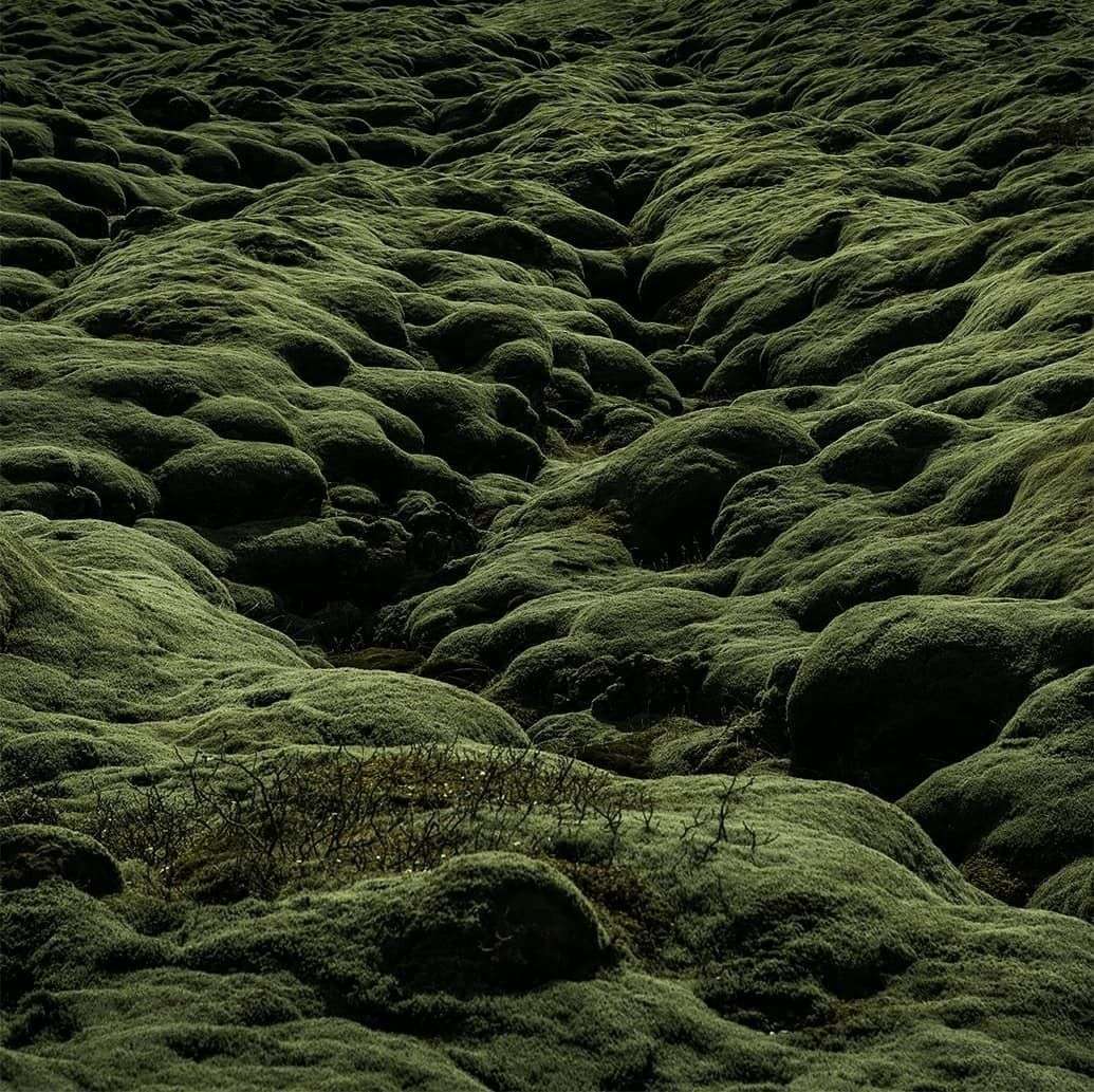 Paysage de mousse islandaise — texture de culture sauvage