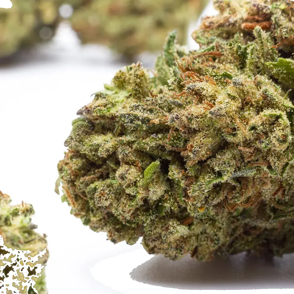 Durban Poison, photo 4