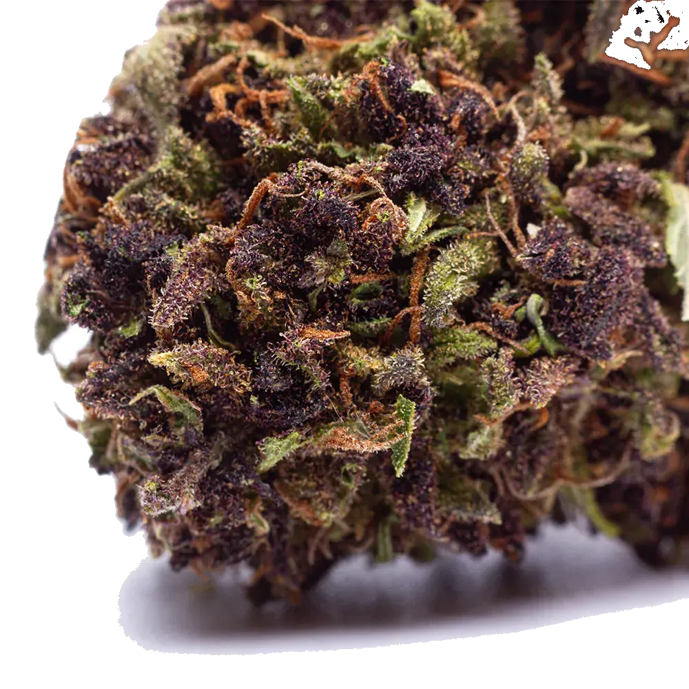 Purple Haze, photo 2