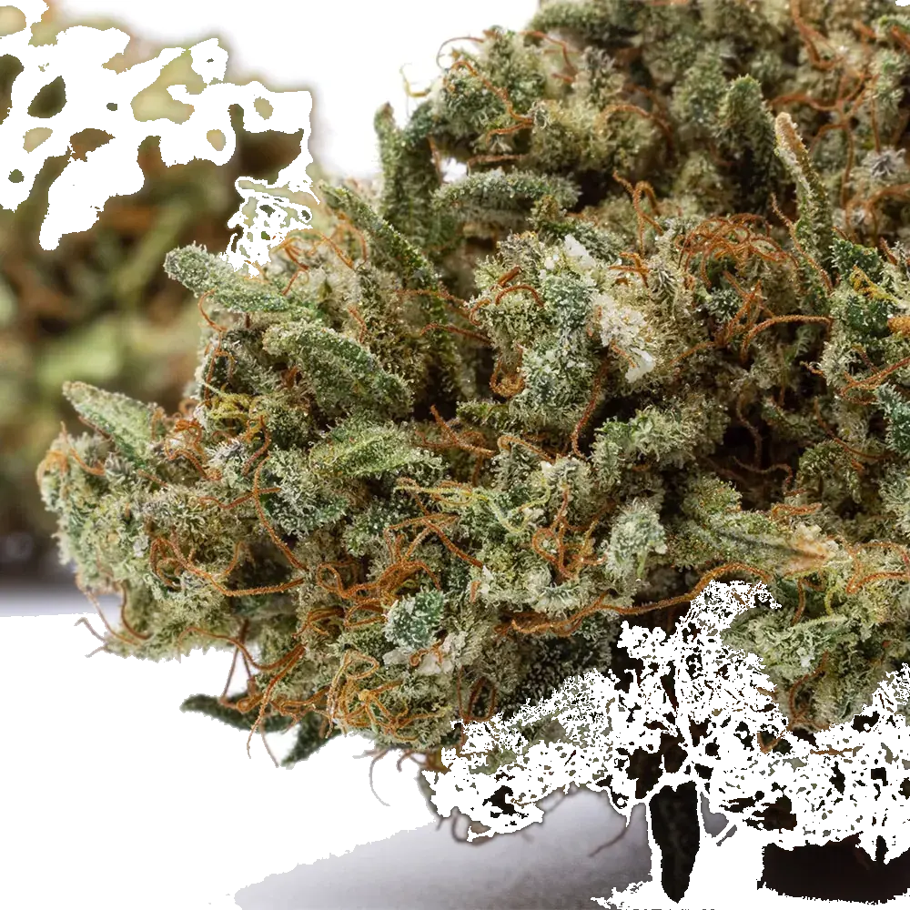 Kosher Kush, photo 4