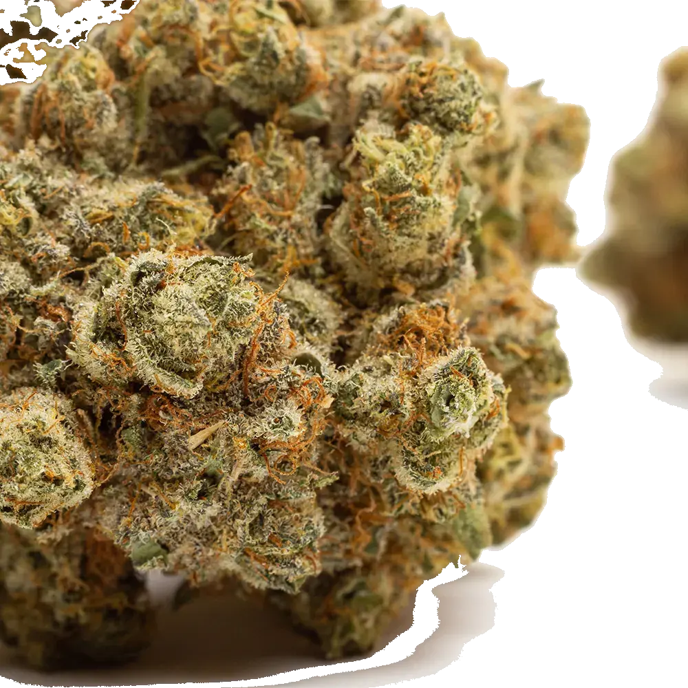 Galactic Gas, photo 6