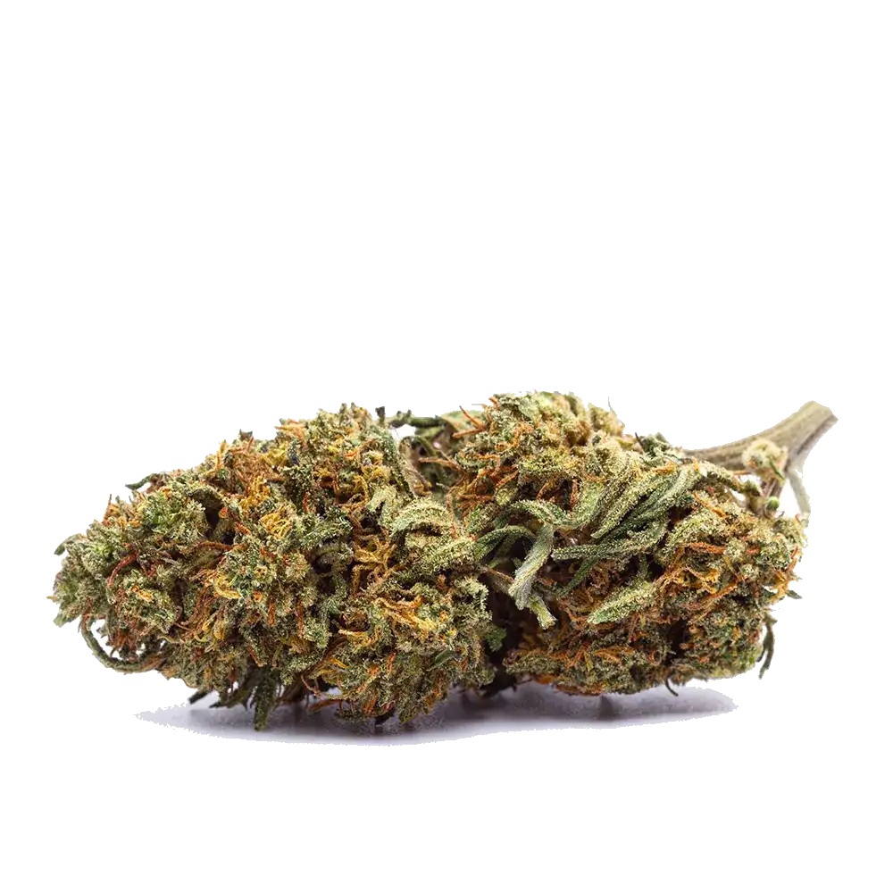 Cheese cannabis : origine britannique, arômes et fleur de CBD