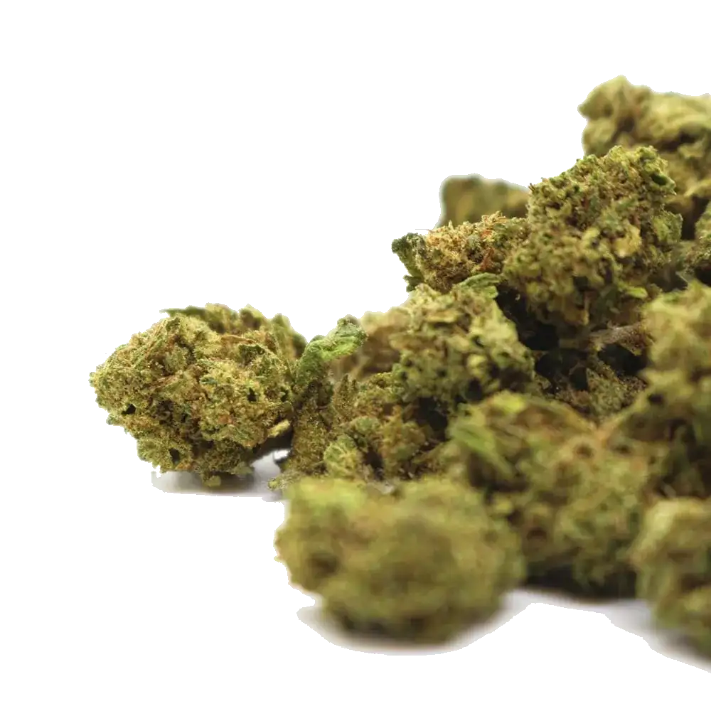 White Widow : histoire, génétique et fleur de CBD